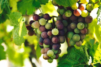 Vignoble de Raisins de Saint-Emilion et ses Grands Crus